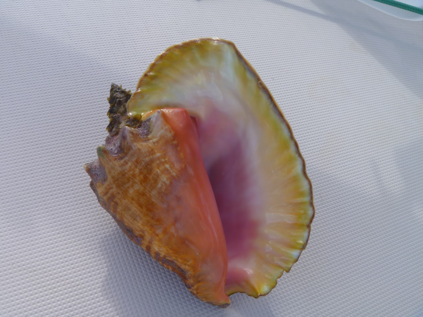 S/V TIDES INN Sailing Adventures: Conch Cleaning