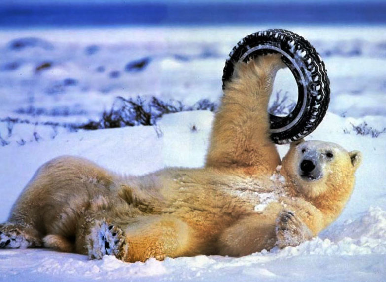 Can You Get Hepatitis From Cat Litter