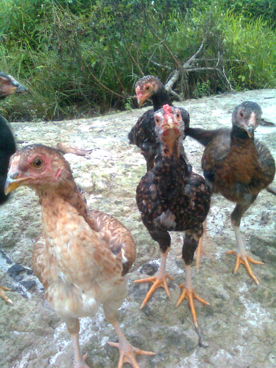 Perniagaan | Ternakan | Ayam Siam | Ayam Sabung | Ayam Kampung