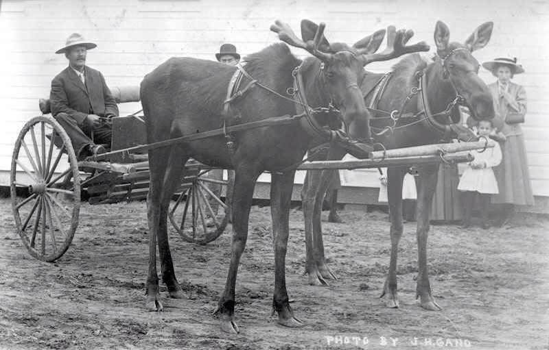 Just A Car Guy animals pulling carts... seems to have been a trend