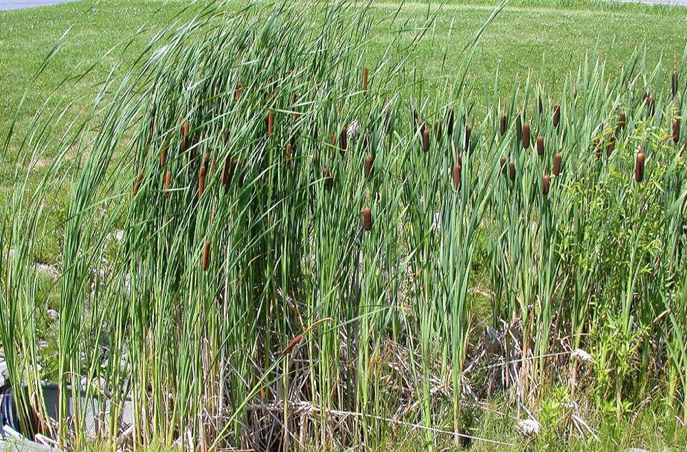 Batik Khas Kota Bekasi-Kabupaten Bekasi