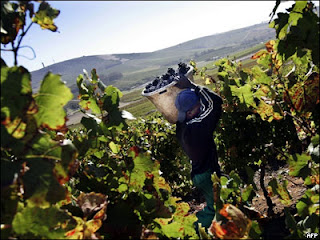 Сбор винограда 