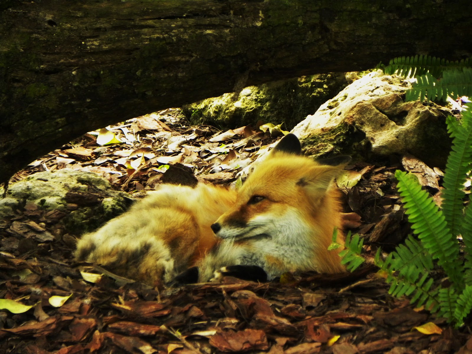 2015 TRAVELS : HOMOSASSA SPRINGS WILDLIFE STATE PARK - FLORIDA