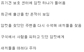 새끼를 다시 만난 어미개 반응