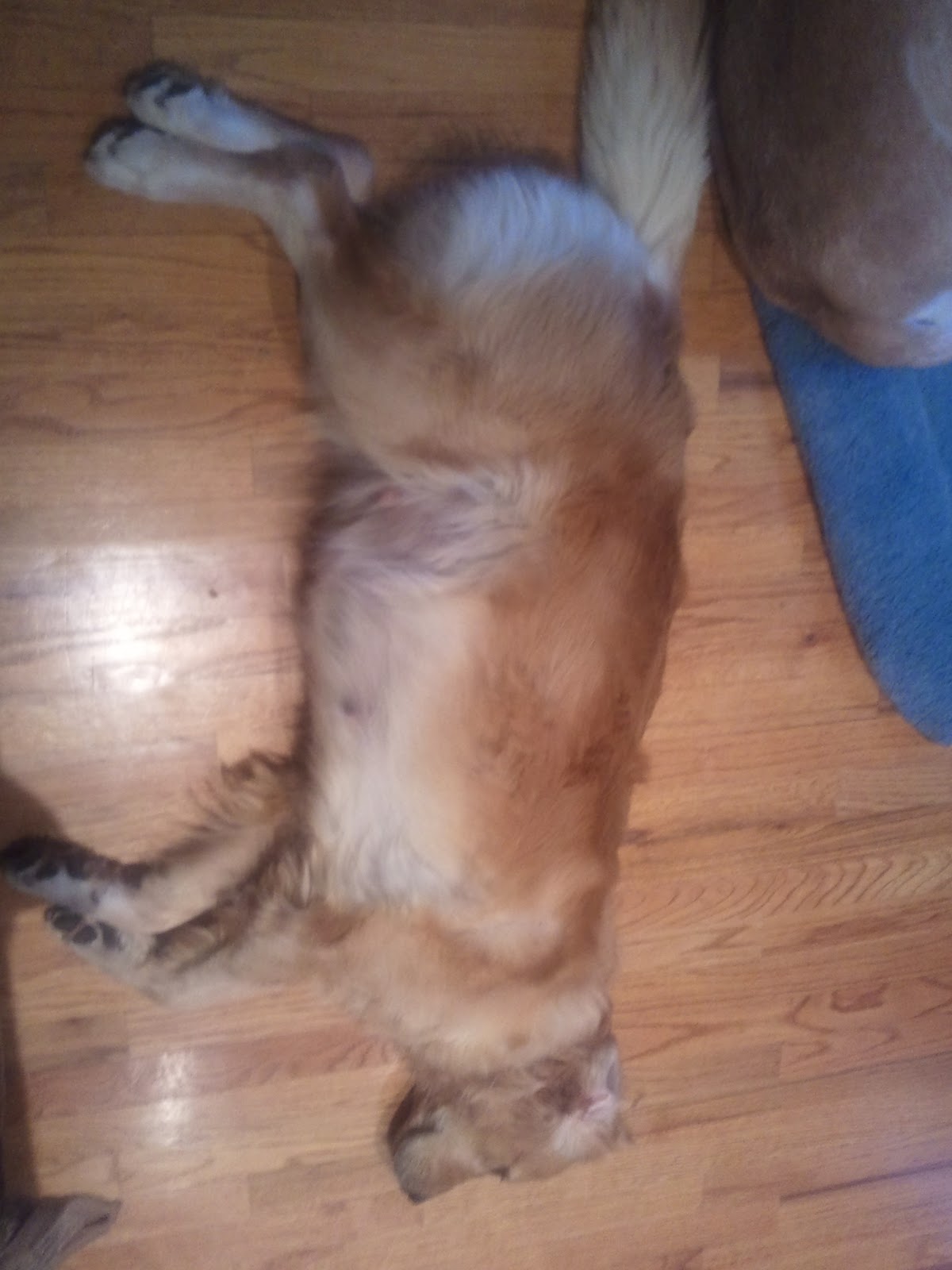 ECAD S WHELPING SERVICE DOG PUPPIES CAMERA visual data 5