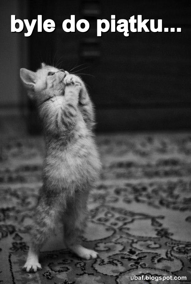 Byle do piątku ~ śmieszne obrazki i gify byle do piątku ~ Śmieszne Obrazki i Gify