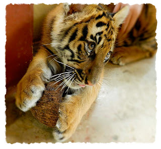 Tiger Kingdom vs Tiger Temple: Cute baby tiger
