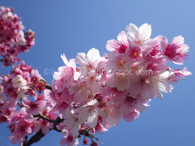 Pingjing St. cherry blossoms