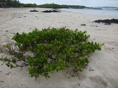 Laguncularia racemosa – White Mangrove, Puerto Villamil, Isabela Island, Galápagos