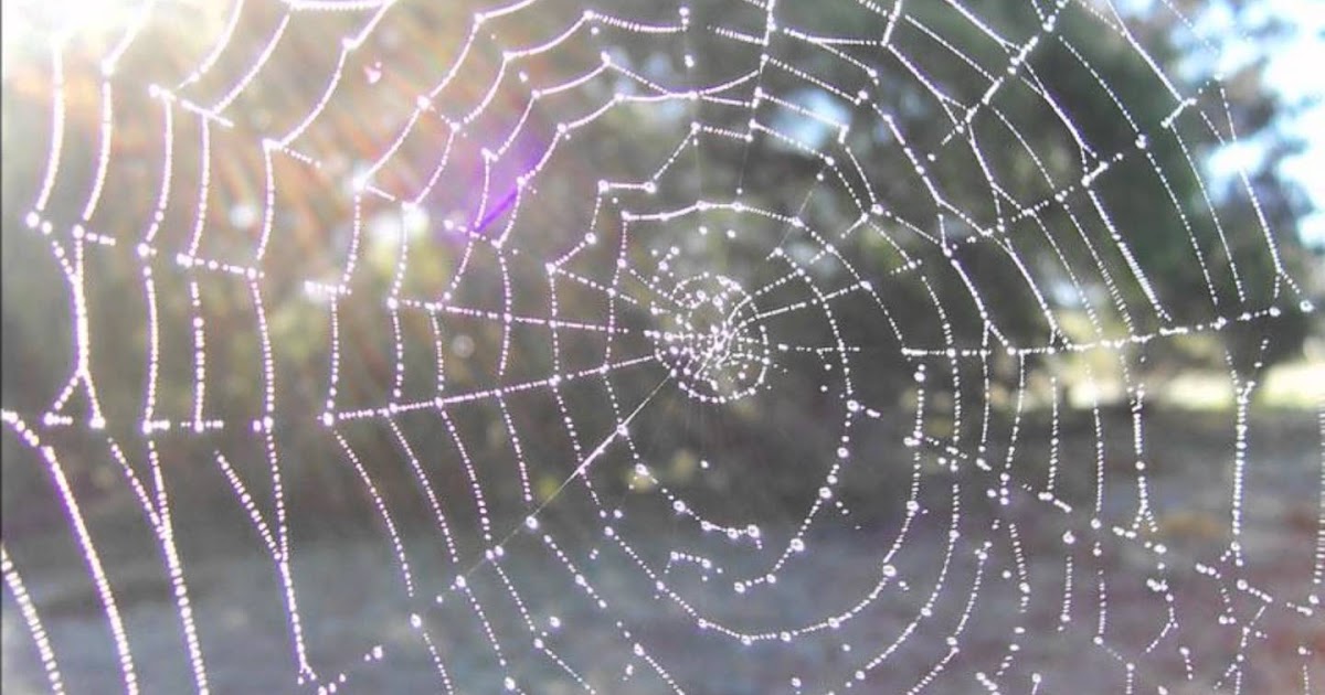 Воронкообразная паутина. Паук на паутине. Сеть паука 6. Паутина. Ловчая сеть паука.
