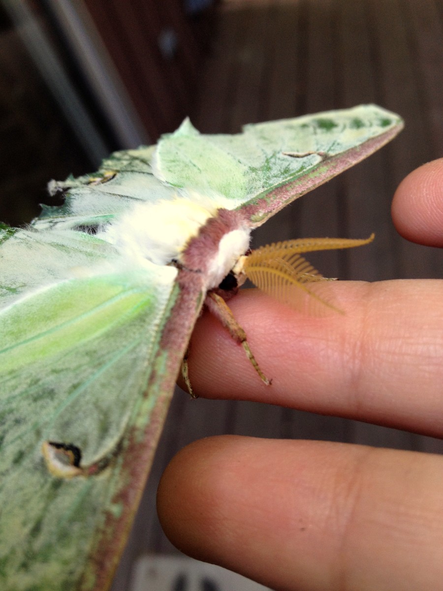 Woods Walks and Wildlife: August 2014