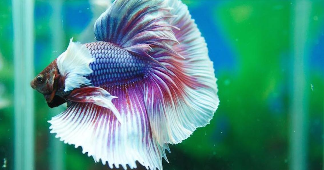 Dumbo Lavender Halfmoon DB101 ĐỨC ANH BETTA