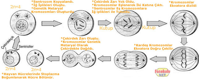 Mitoz evreleri: özellikleri. Mitotik hücre bölünmesinin önemi Mitoz evreleri: özellikleri. Mitotik hücre bölünmesinin önemi