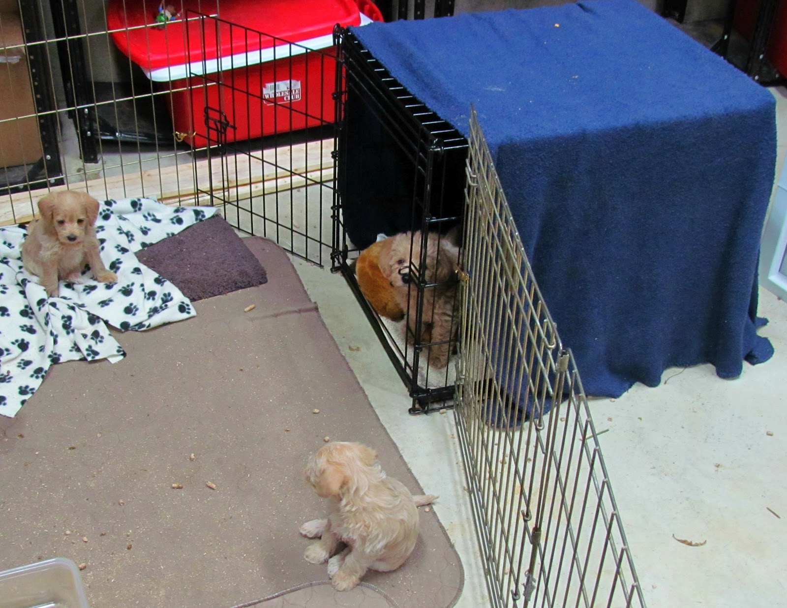 ... - Virginia Schnoodle Breeder --Hypoallergenic Dogs: Crate Training
