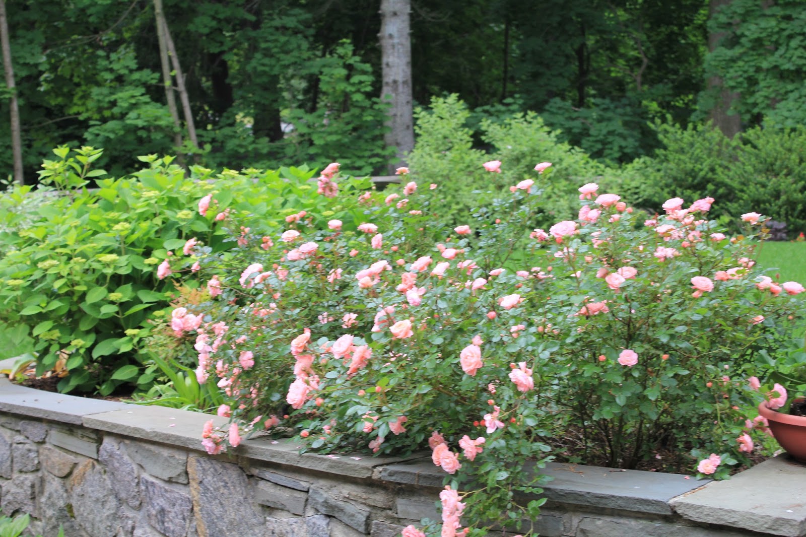Gardening and Gardens Easy Care Roses