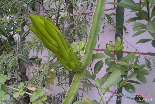 dragon fruit, gardening, home, home and living, how to grow dragon fruit in pots, tips on growing dragon fruit, pitaya, dragon fruit flower