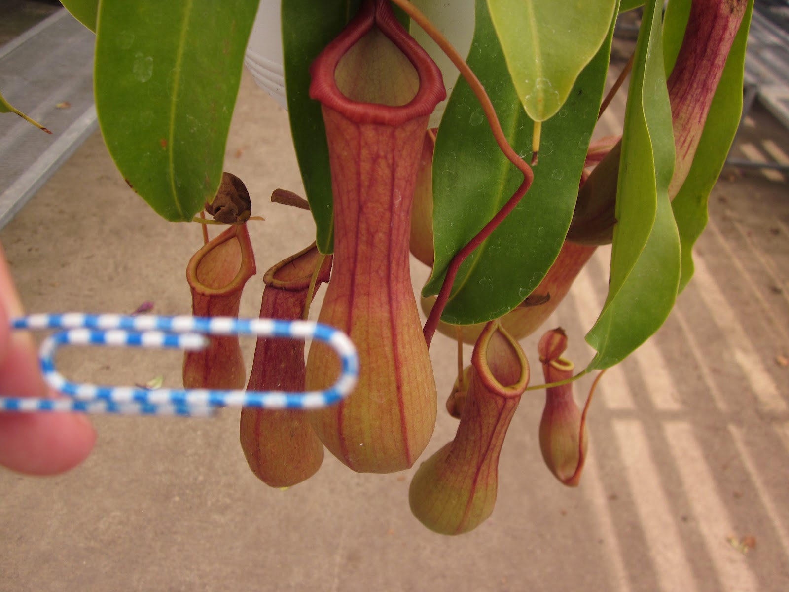 AP Bio Blog 2012 Adaptation of a plant