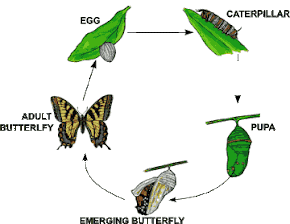 Our Butterfly Page