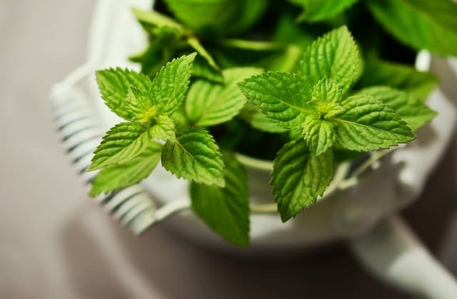 Ramuan daun mint, bukan hanya membuat bibir merah merona, tapi juga bisa membuat bibir semakin lembab