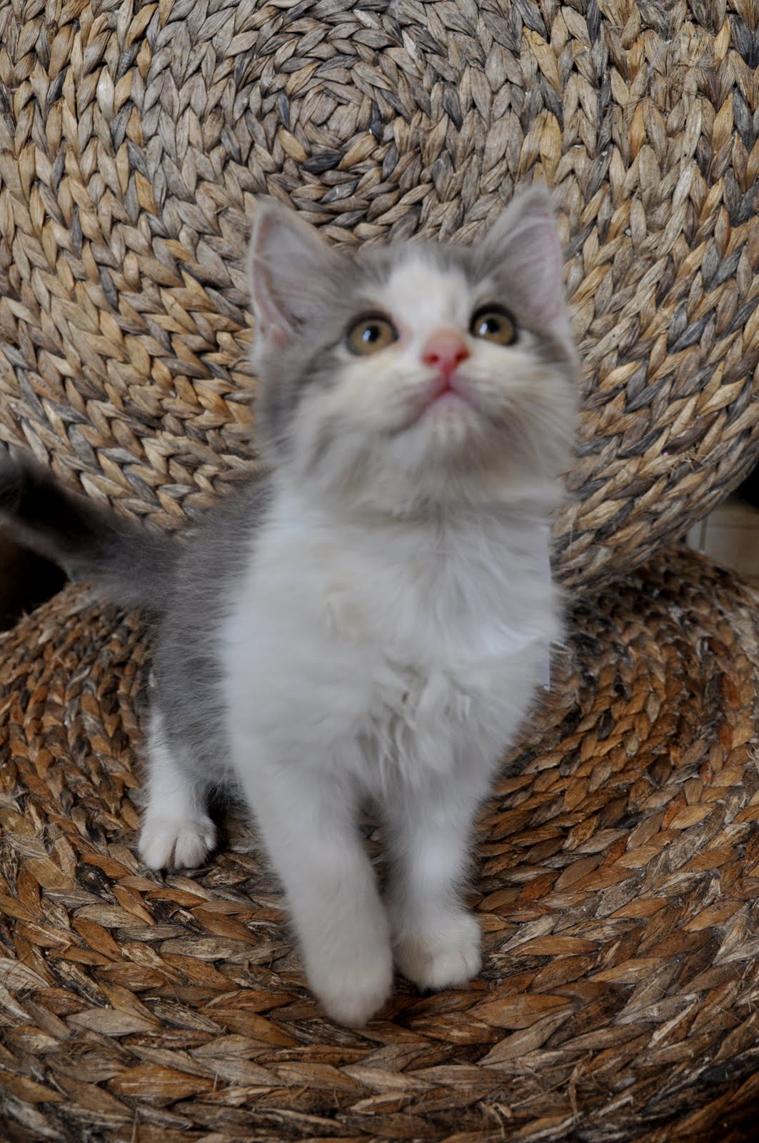 Little Balls Of Fur 3 months old PERSIAN KITTENS for sale!!