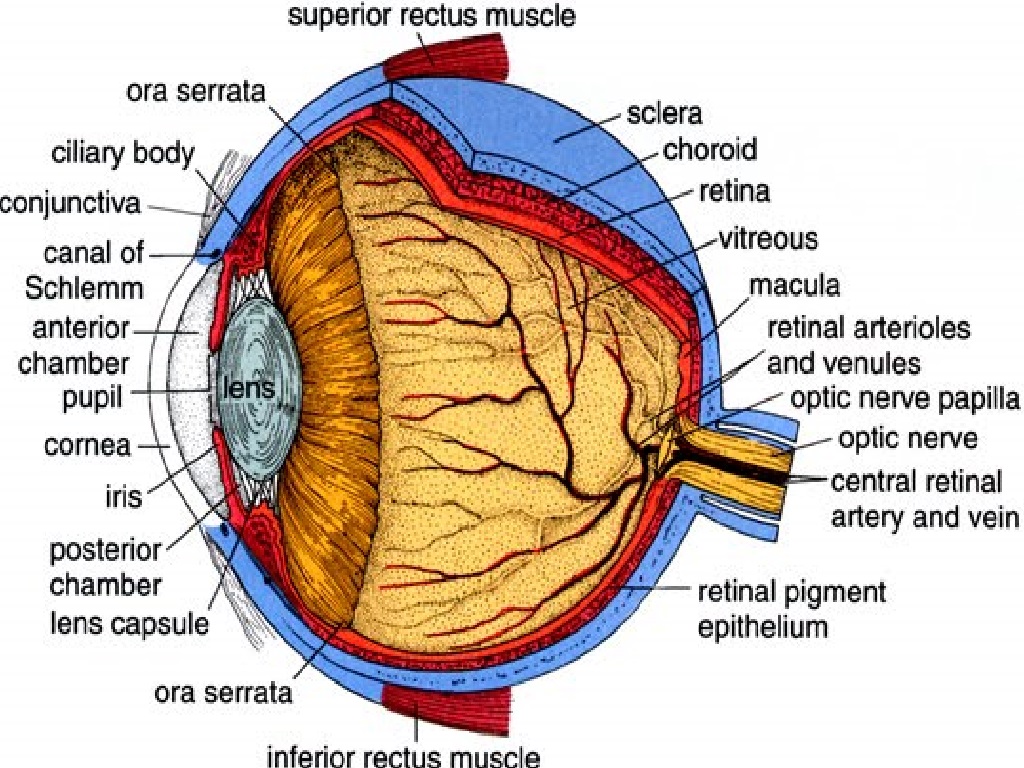 Глазные яблоки расположены в парных углублениях черепа. Ora serrata анатомия глаза. Строение оболочек глазного яблока. Фиброзная оболочка глазного яблока анатомия. Ядро глазного яблока анатомия.