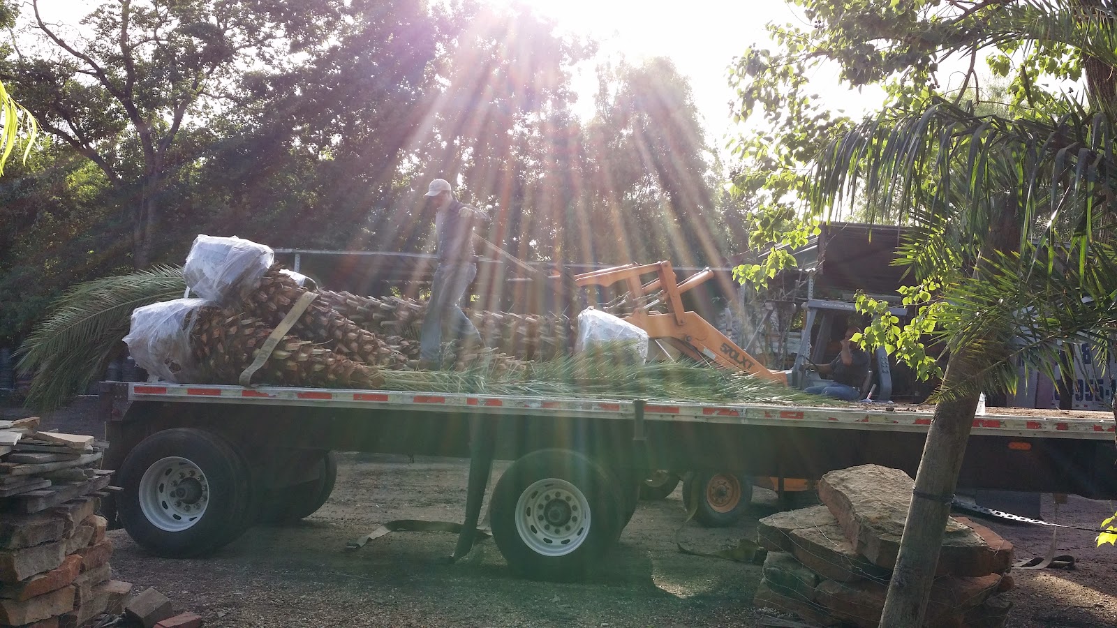 Cold Hardy Palm Trees in Houston We Sell Palm Trees Houston TX Wholesale Price to Public