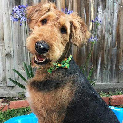 Duke the Airedale Terrier wears Pineapple bow and collar in his clamshell pool
