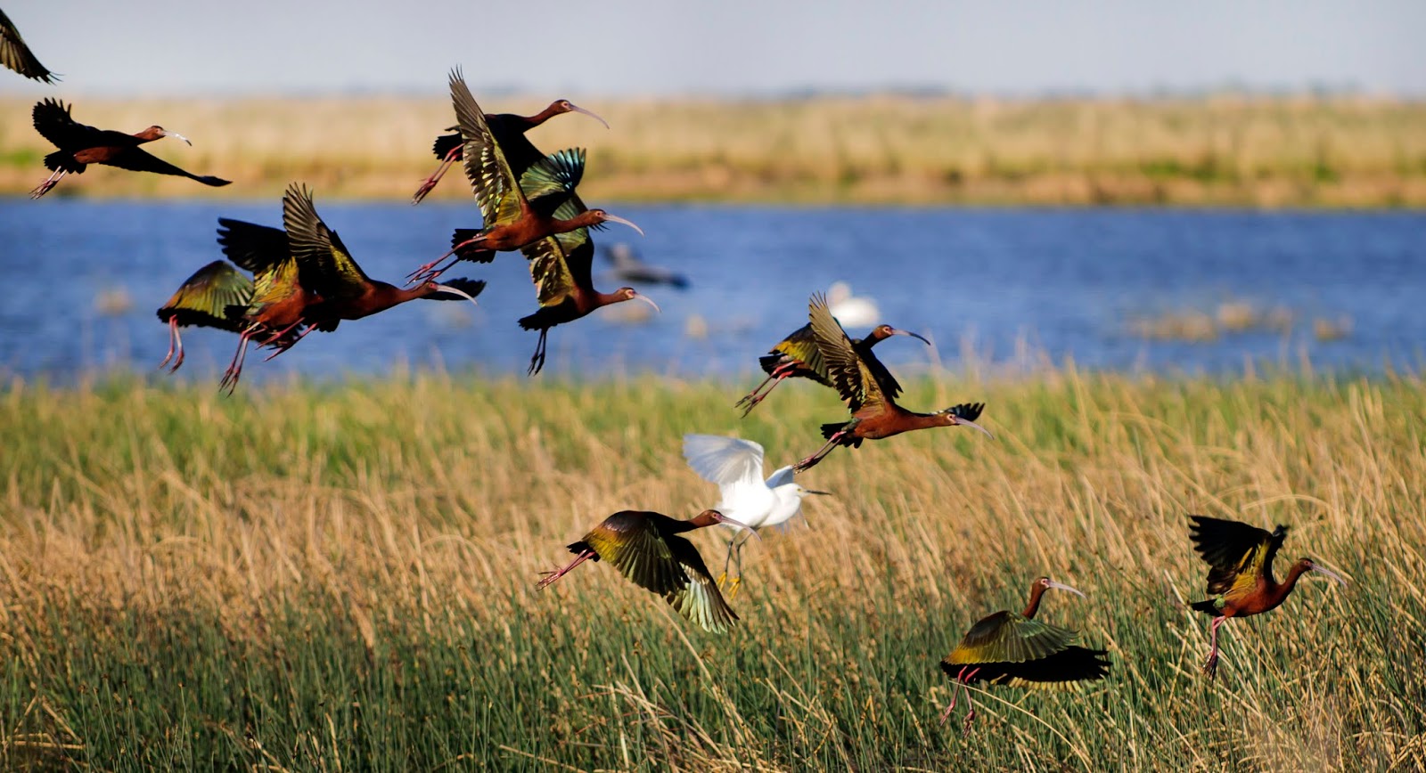 Kansas Transportation Motoring Monday Bird watching across Kansas