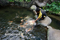 taman akuarium air tawar