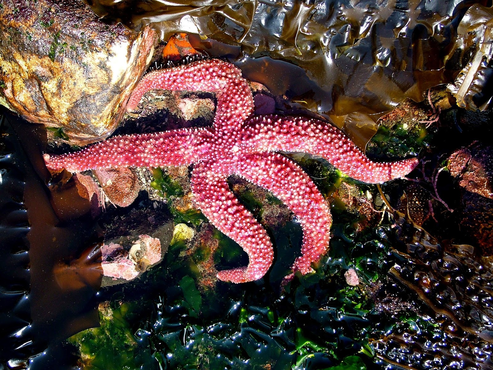 Buzz's Marine Life of Puget Sound: RANDOM COLLECTION OF PUGET SOUND