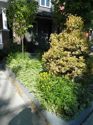 The Pocket front garden renovation before Paul Jung Gardening Services Toronto