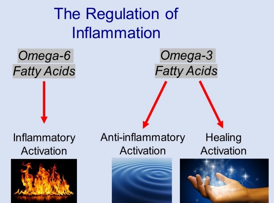 Alzheimer's Blog Omega3 Fatty Acids, and Alzheimer’s Disease