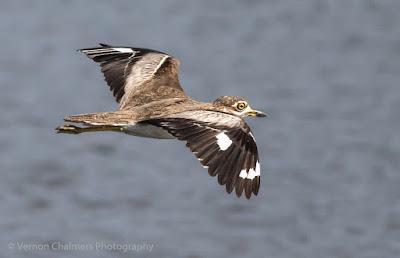 Thick-Knee in the Table Bay Nature Reserve Copyright Vernon Chalmers Photography Thick-Knee in the Table Bay Nature Reserve Copyright Vernon Chalmers Photography