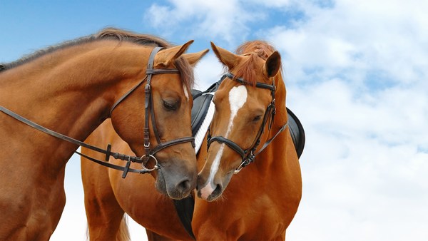 Amazing Pictures of Horses Together in HD