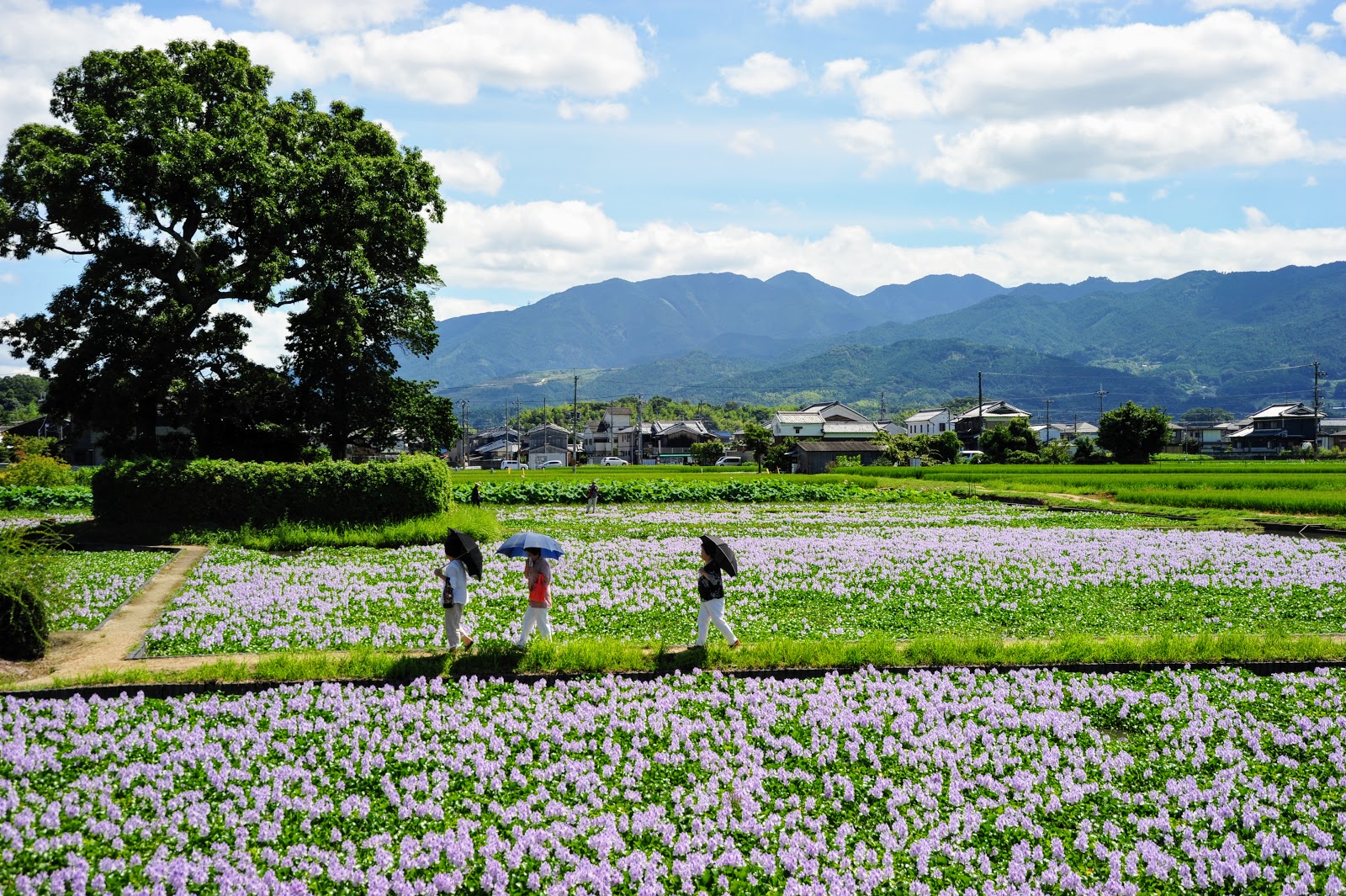 時空トラベラー the time traveler s photo essay