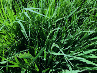 Green Rice Plants Still Growing When Rice Field Are Lacking In Water