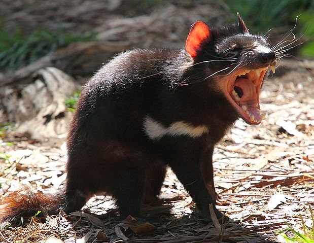 Tasmanian Devil | Interesting Facts & Latest Pictures | All Wildlife