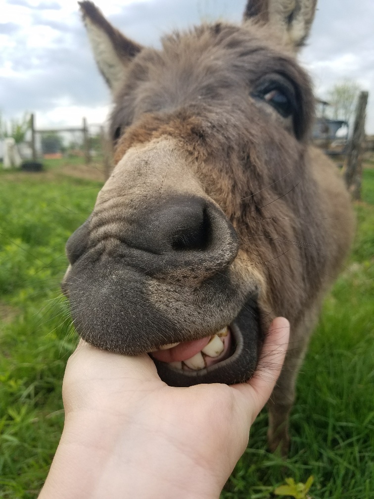 International Blue: Jump Rope with Goats in a Storm