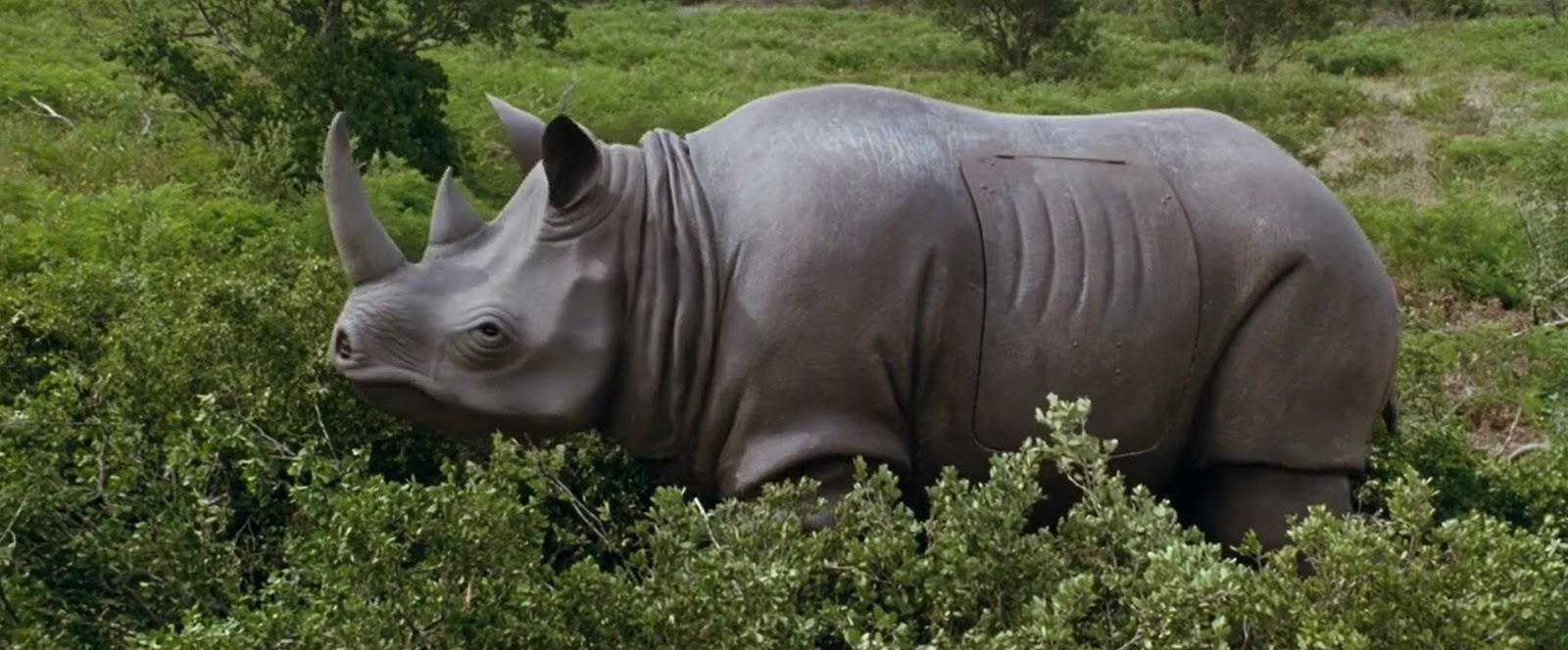 носорогу в жопе голова фото 108