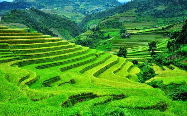 Vietnam Beautiful Terraced Fields 