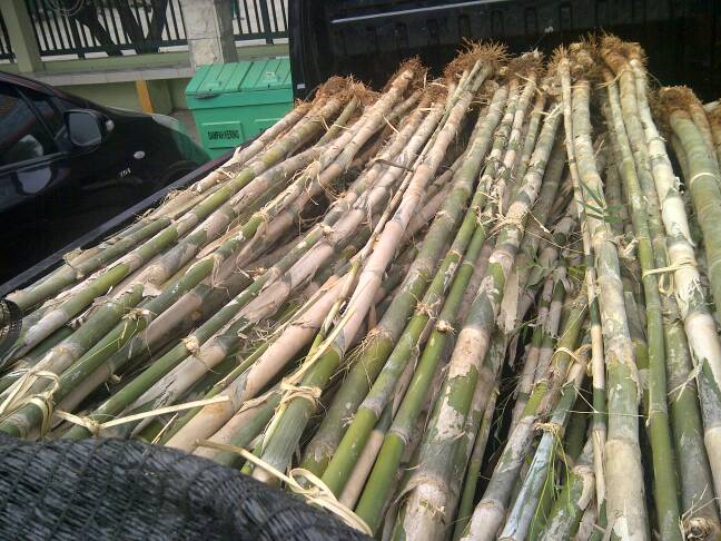 pohon bambu  jepang isi 3 batang  jual harga bambu  jepang 