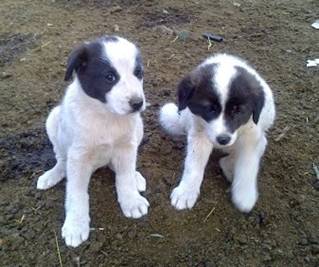 Εκπρόσωπος της Εξωτερικής Μονάδας Παρακολούθησης του έργου LIFE πραγματοποίησε έλεγχο στην Καστοριά