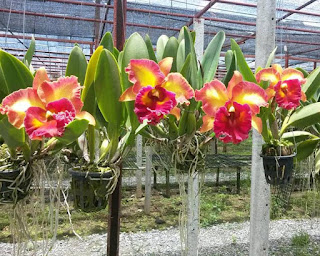hoa lan cattleya hoa lan cattleya