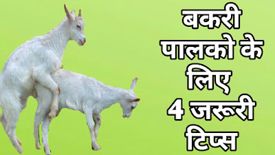 4 Tips For Breeding Goats