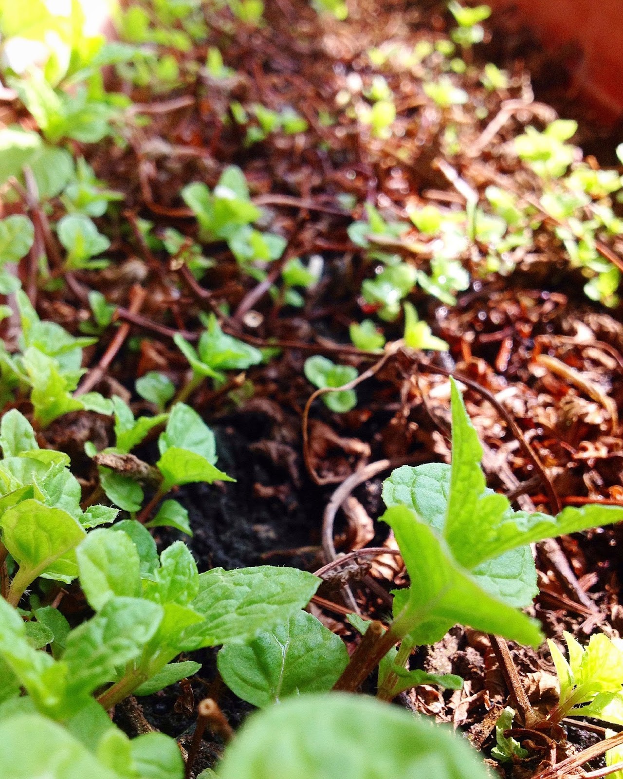 Pruning Mint For Newer, Healthier Plant