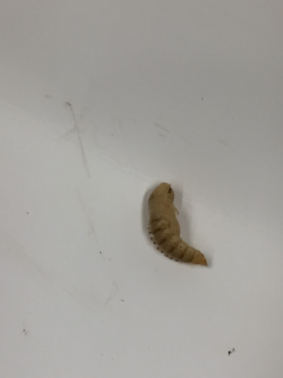 What's Happening in Lower Science? Our Mealworms Turned into.....Beetles!