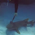Καρχαρίας με μαχαίρι καρφωμένο στο σώμα του εκλιπαρεί για «βοήθεια» από δύτη (vid)  
