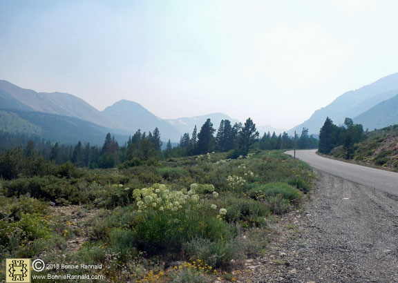 Wildflowers, Conway Summit, California 