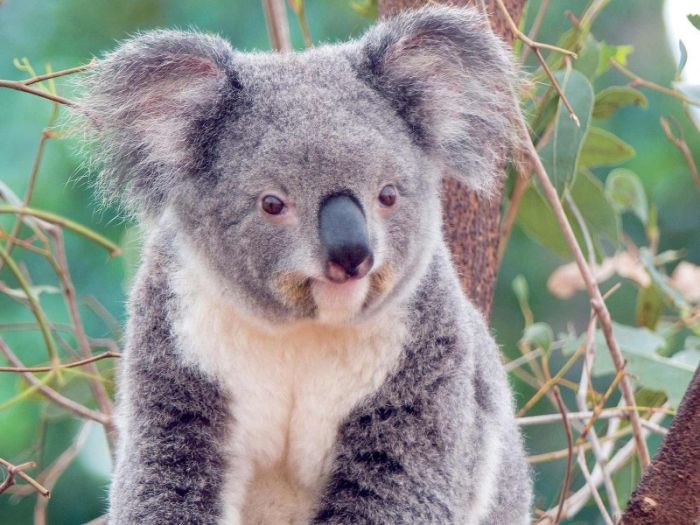 koala_01.jpg