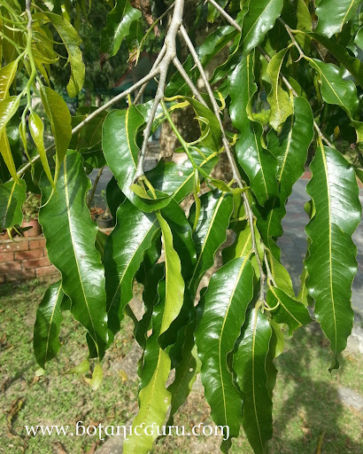 Polyalthia longifolia, Asoka Tree, Ashoka Tree, False Ashoka, Weeping Mast Tree leaves